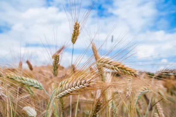 Campo di frumento — Foto Stock