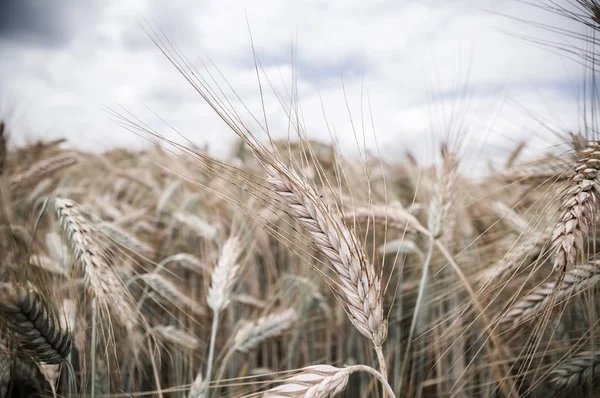 Стиглі Пшеничні колоски — стокове фото