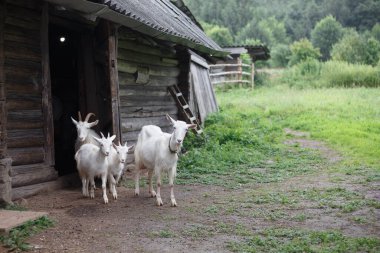 Birçok beyaz boynuzlu hayvan keçi ve koschlyat, bahar, çim yemek için ahırdan kaçarlar..