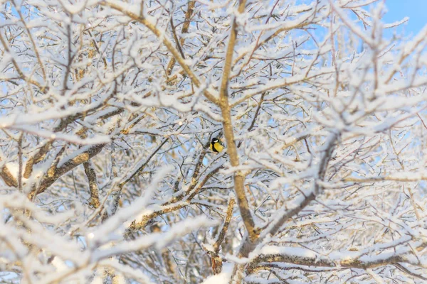 Winter Tit Sits Branch Very Branched Tree Tree All Hoarfrost — стоковое фото