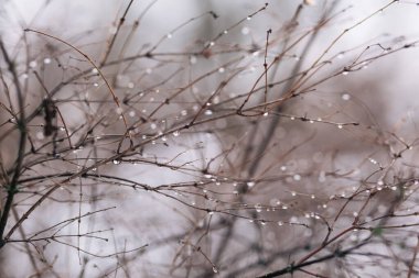 Yapraksız bir sürü dal, üzerlerinde bir sürü su damlası var, yapısal bir arka plan..