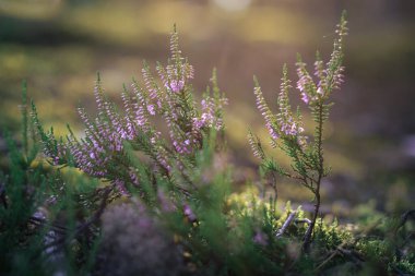Güzel mavi çiçekler yazın gün batımında yeşil çimlerde, güzel gölgelerle.
