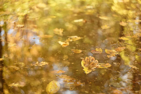 Herbst Gelbe Blätter Liegen Einer Pfütze Vor Dem Hintergrund Von — Stockfoto