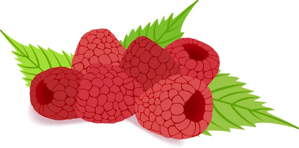 Framboise — Image vectorielle