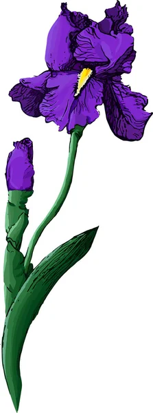Blaue Iris — Stockvektor