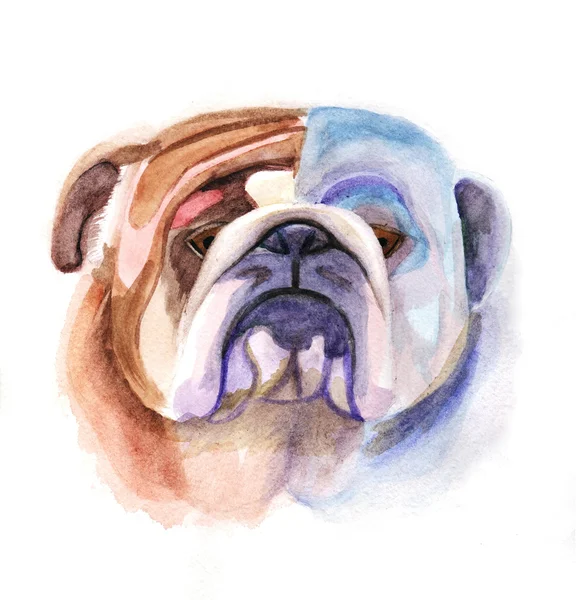 Színes bulldog feje — Stock Fotó