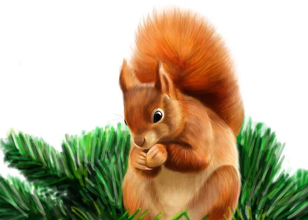 Red Squirrel — Stock Photo, Image