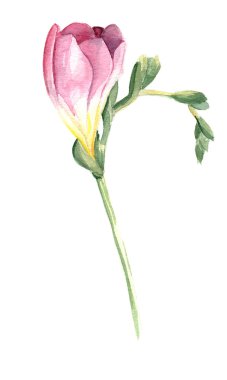 pembe Frezya çiçeği