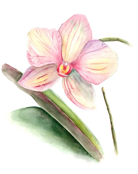 Orquídea aquarela — Fotografia de Stock