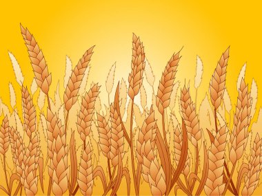 Bu renkli görüntü, bir tarlada olgunlaşmış sarı buğday kulaklarını gösteriyor.