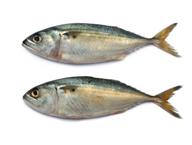 Fresh mackerel fish clipart