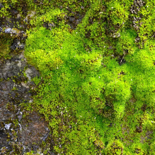 Moss on wall — Stock Photo, Image