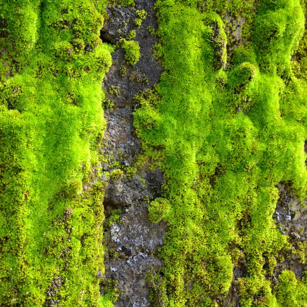 Moss on wall — Stock Photo, Image
