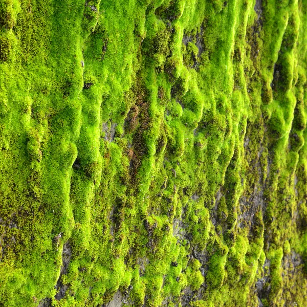 Moss op de muur — Stockfoto