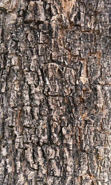 Textuur van breuk op de boomschors. — Stockfoto