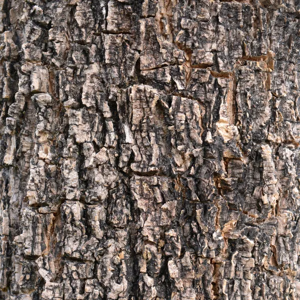 Tekstura złamania na korze drzewa. — Zdjęcie stockowe
