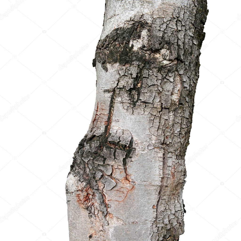 texture of fracture on the tree bark 