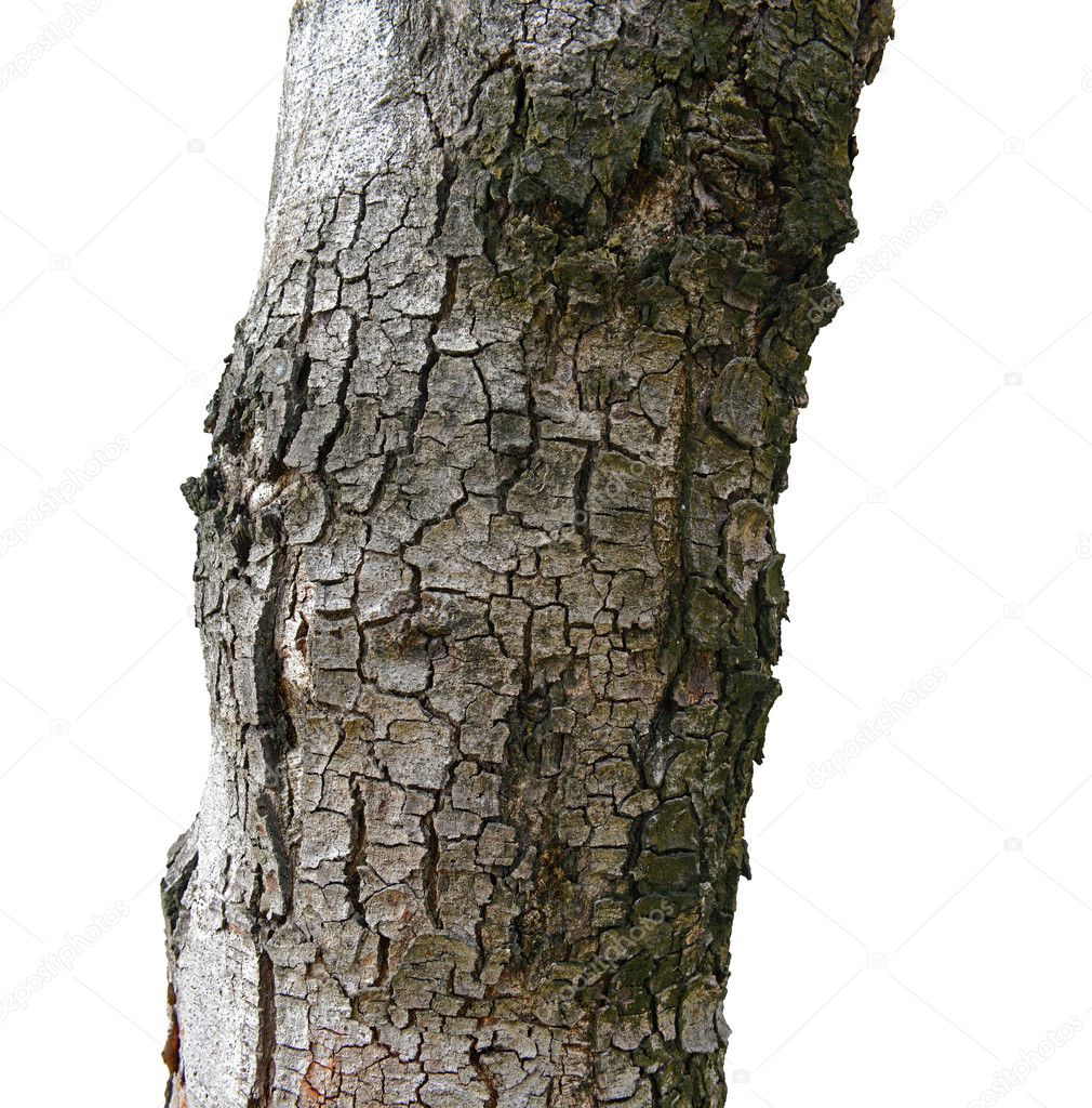texture of fracture on the tree bark 