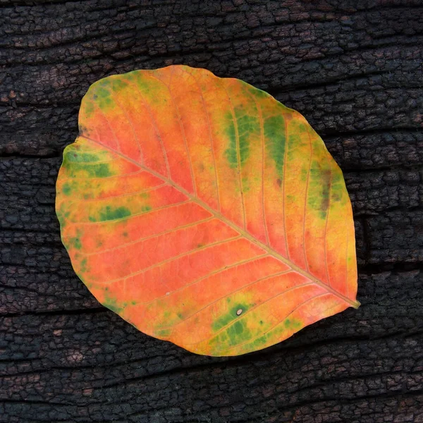 Outono Colorido Folhas Queda Santol Isolado Grunge Textura Madeira Fundo — Fotografia de Stock