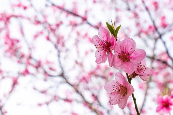 Rózsaszín virágzó fa. — Stock Fotó