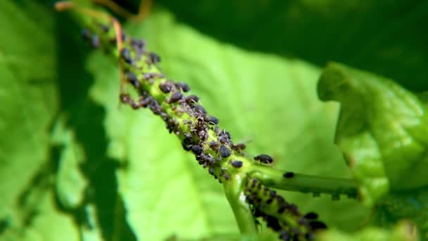 Pest Black Bean Aphids Plant Stem Ants Latin Name Aphis — стоковое видео