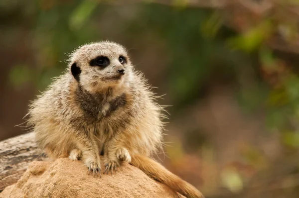 Erdmännchen auf der Hut — Stockfoto