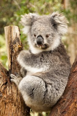 Avustralya koala