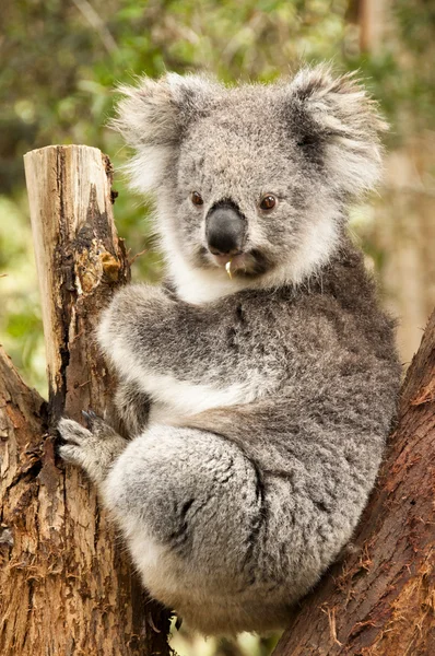 Australsk koala – stockfoto