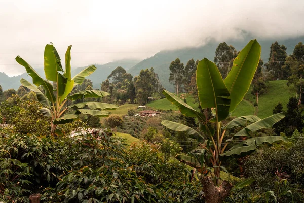 Coffee and banana farm peasant Eje Cafetero Quindio Amernia — Foto de Stock