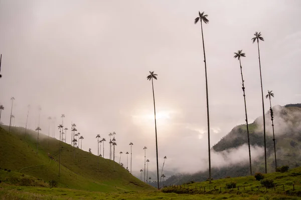 Paisaje puesta de sol de palmeras de cera en Valle del Cocora cerca de Salento Quindio, Colombia — Foto de Stock