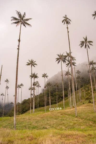 Foto vertical oin Valle del Cocora con palmeras de cera cerca de Salento Quindio, Colombia — Foto de Stock