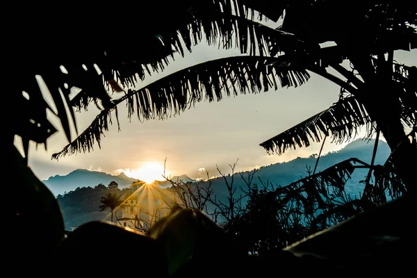 Salida del sol con silueta de palmeras de plátano en la localidad Salento Quindio Colombia — Foto de Stock
