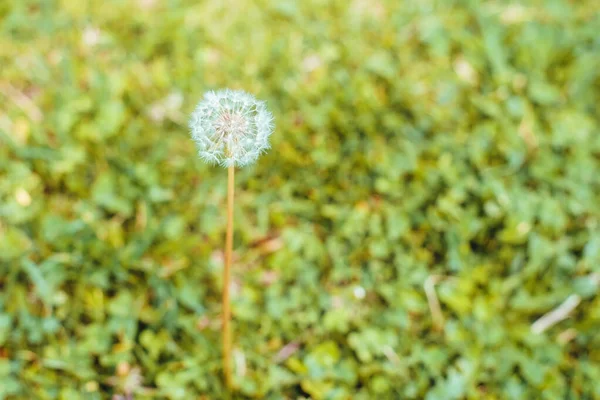 Close Dandelion Taraxacum Green Grass High Quality Photo — Stock Photo, Image
