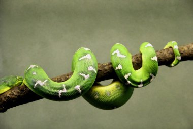 Lime Green Snake lying on the tree branch clipart
