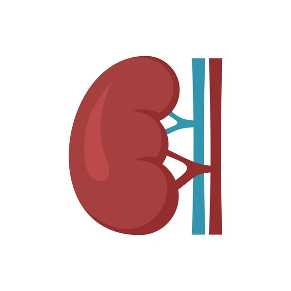 Renal kidney icon flat isolated vector — Vettoriale Stock