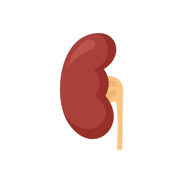 Anatomy kidney icon flat isolated vector — стоковый вектор