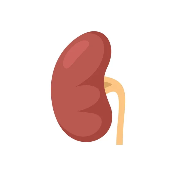 Healthy kidney icon flat isolated vector — стоковый вектор