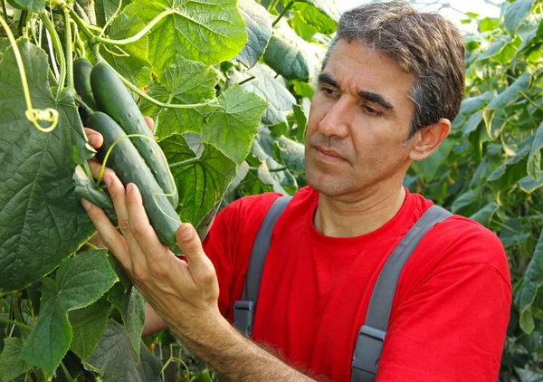 Granjero comprobando el pepino en un invernadero — Foto de Stock