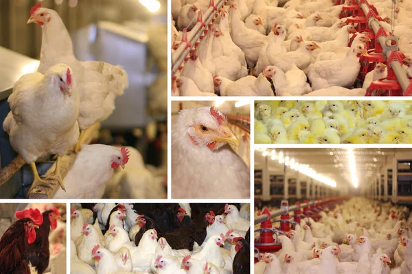 tavuk çiftliği - multiscreen