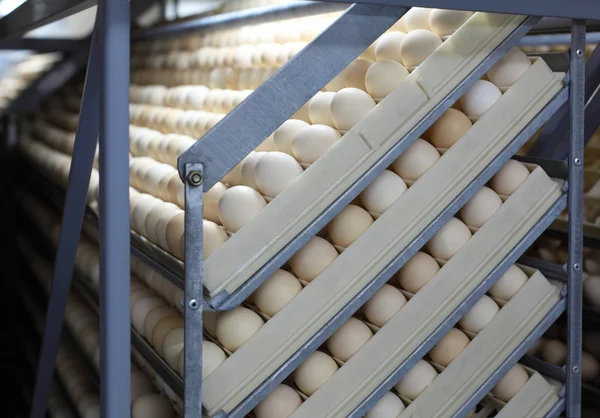 Chicken eggs in incubator — Stock Photo, Image