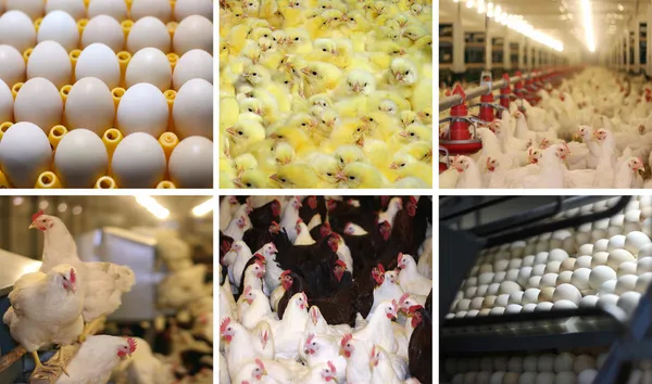 tavuk çiftliği - multiscreen