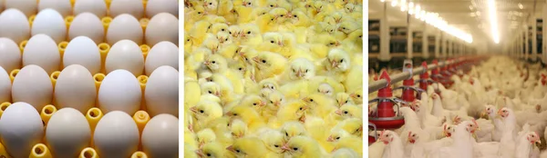 Chicken farm - multiscreen — Stock Photo, Image