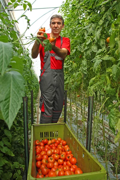 Landmanden plukker tomat i et drivhus - Stock-foto