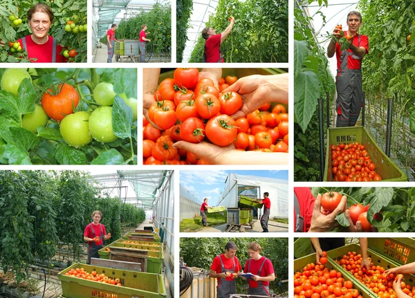 Picking tomatoes — Stock Photo, Image