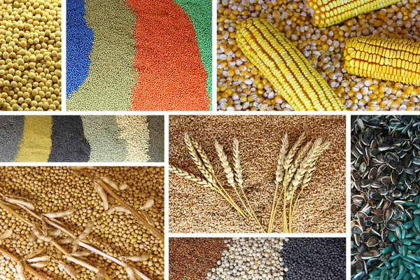 Lot of Seeds — Stock Photo, Image