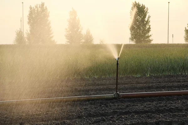 Irrigação agrícola — Fotografia de Stock