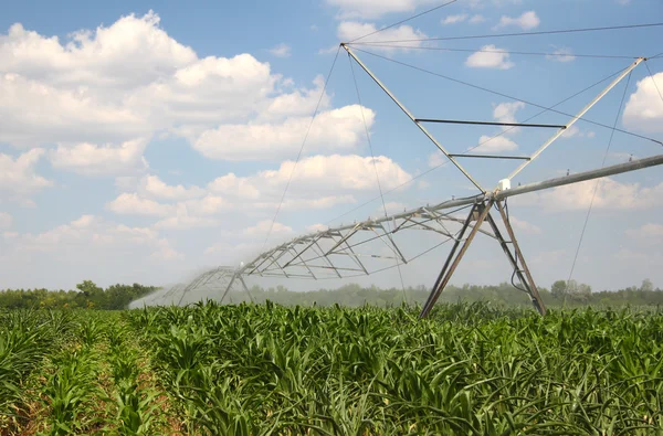 Irrigação em um campo de milho — Fotografia de Stock