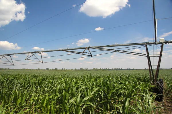 Irrigação de campos de milho — Fotografia de Stock