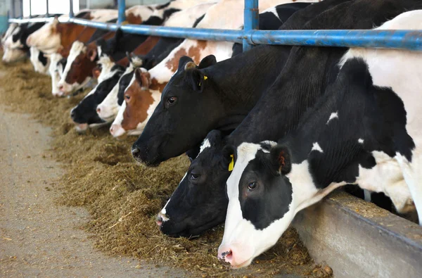 Koeien op de boerderij — Stockfoto