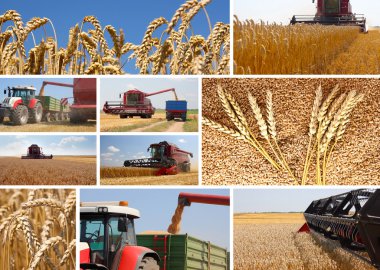 Wheat harvest - collage